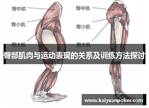 臀部肌肉与运动表现的关系及训练方法探讨